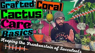 GRAFTED CORAL CACTUS CARE BASICS | How to Keep Crested Euphorbia lactea AKA Frankenstein Succulent