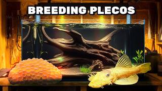 How to Breed Blue Eyed Lemon Bristlenose Plecos Effectively