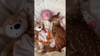 A family adopts a rejected baby deer 🥺 #fawn #animalshorts  #shortvideo