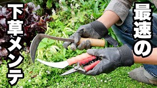 ヒメイワダレソウはこれで管理する【園芸超人カーメン君】【超人的植え方】