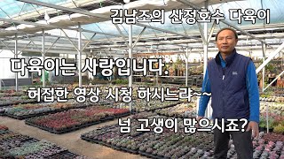 다육이는 사랑입니다.김남조의 산정호수 다육이