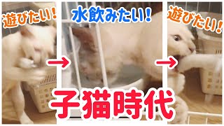 【子猫時代】遊びたい！でも水も飲みたい！！【トンキニーズ】The cat wants to be idle and wants to drink the water, too!