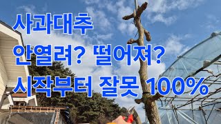 사과대추가 안열린다? 떨어진다? 이 것 모르면 올해도 사과대추 못먹을 확률 100%