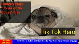 I Minutes Viral News || Famous Tik Tok Pug Bones or No Bones Dies