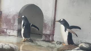 よちよち歩きが可愛いジェンツーペンギン　おたる水族館　Cute gentoo penguin walk