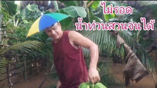 หากินหาเที่ยว ชีวิตแบบบ้านๆ Ep.126 ไม่รอด น้ำท่วนสวนจนได้