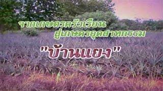 ยุววิจัยประวัติศาสตร์ท้องถิ่นภาคเหนือ ตอน จากเกษตรครัวเรือนสู่เกษตรอุตสาหกรรม “บ้านแยง”