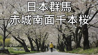 [日本群馬] 赤城南面千本桜