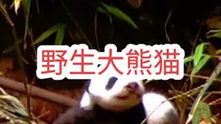 野生熊猫妈妈带娃真的太不容易了，全程只能靠它自己独自把幼崽抚养大。野生大熊猫 熊猫宝宝 熊猫带娃 熊猫妈妈和熊猫宝宝 野生熊猫