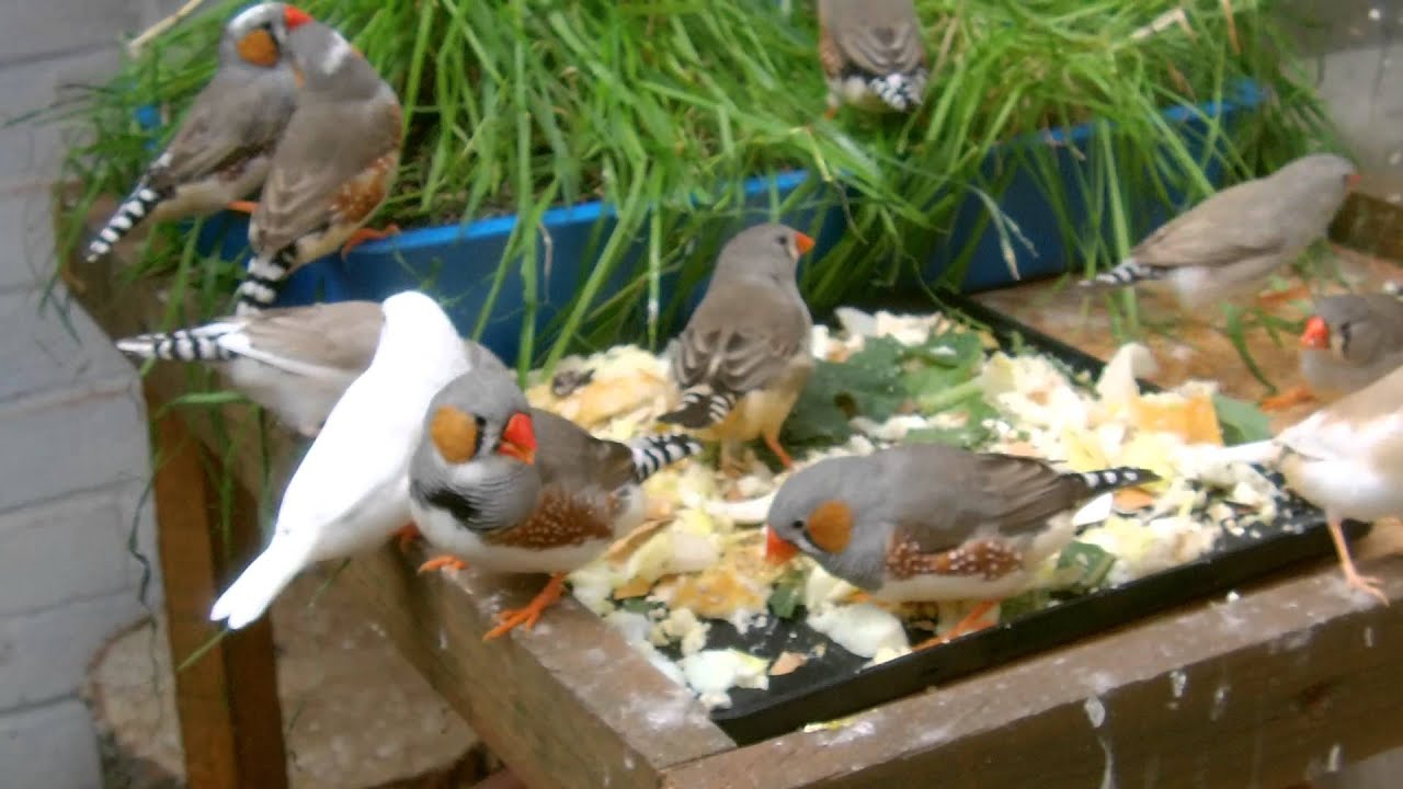 Zebra Finches Eating Their Food - YouTube