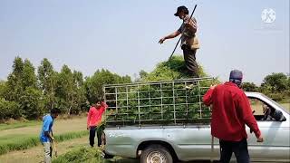 ขอบคุณพี่น้องแฟนคลับที่มาเอาหญ้านำครับ