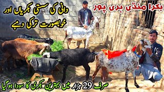 Dani Ki Sasti Bakriyan Or Turkey Dumby Haripur Bakra Mandi Latest Update 6 March 2025