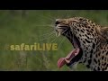 safariLIVE - Sunset Safari - August 18, 2017