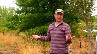 Dry Farming in the Pacific Northwest