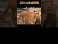 かわいいごまかしイト＆目撃者クレイ。円山動物園ライオン shorts zoo lion lion