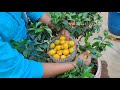 నేటి పంట today s harvest పాలకూర పొట్లకాయ స్వీట్ లెమన్ spinach snake gourd lemon terrace garden