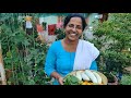 నేటి పంట today s harvest పాలకూర పొట్లకాయ స్వీట్ లెమన్ spinach snake gourd lemon terrace garden