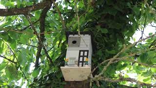 Selbstversorgergarten | Blaumeisen brüten im gekauften Vogelhaus