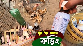 শীতে মুরগির বাচ্চা ব্রুড়িং এ সুস্থ রাখবেন কি ভাবে। দেশি মুরগি পালন_পদ্ধতি