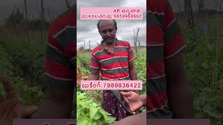 తక్షణ తక్షణ తక్షణ.. #today #agriculture #tomatocrop