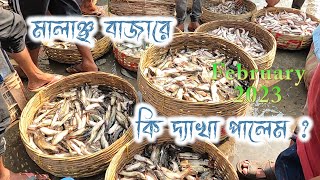 উত্তর ২৪ পরগনার মালঞ্চ মাছের বাজার || Biggest live fish market || Indian fish market ||