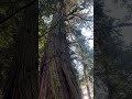 those big old cedar trees westcoast oldgrowth big large organic forest western red cedar