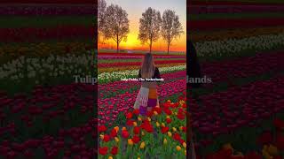 Vibrant Tulip Fields in the Netherlands Blooming Beauty 🌷