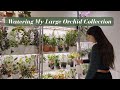 How I Water & Fertilize My Large Collection of 200 Orchids, Hoyas & Plants | Part 2