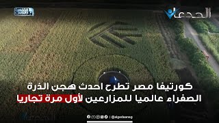 كورتيفا مصر تطرح احدث هجن الذرة الصفراء عالميا للمزارعين لأول مرة تجاريا