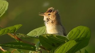 Ptice Hrvatske - Trstenjak mlakar (Acrocephalus palustris) (Birds of Croatia - Marsh Warbler) (2/3)