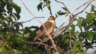 Sedge Warbler singing.