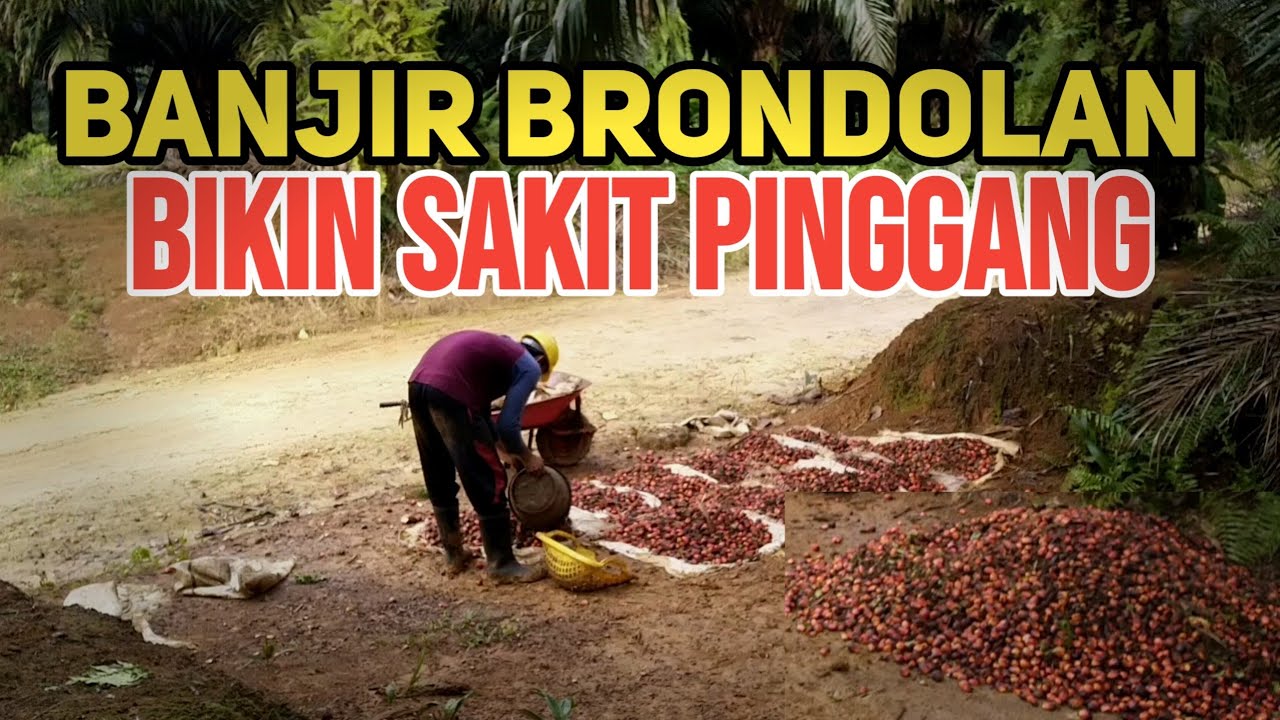 Brondol Kelapa Sawit || Kerjaan Di Kebun Sawit Kalimantan Yang ...