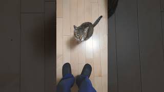 ただ、猫が何かを訴える動画#shorts＃EXILENESMITH＃猫＃cat