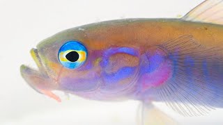 ハナハゼ成魚＜漁港へいこう！～動画で「岸壁採集！」図鑑～＞