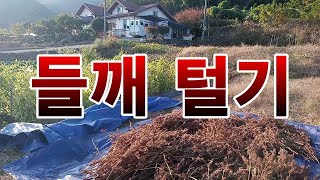 [텃밭농부.840]  들깨를 털어서 말리고 보관하는 방법. #들깨재배