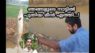 പുതിയ ചാലിൽ പുതിയ മീൻ എത്തി..ഇനി കളി വേറെ../Hook Fishing/Kerala Fishing/Satheerthya Arts