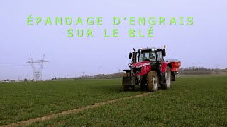 Epandage d'engrais sur le blé