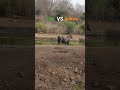 tiger vs buffalo. sariska tiger reserve sariska viralvideo safari bigcat catwalk animals