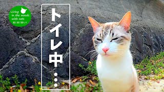 砂浜で･････････気持ち良さそうにトイレする可愛い猫【猫と海】