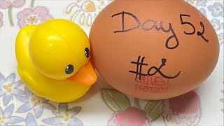 RAW EGG PEELING LIVE - DAY 52 #2