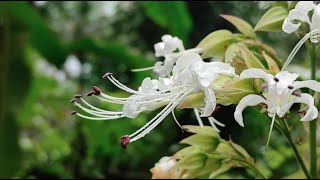 Flowers | 90 | clerodendrum infortunatum | flowers world