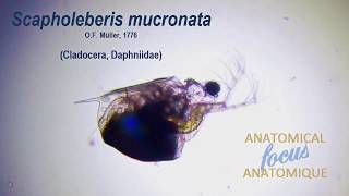 Cladocera, Daphniidae. Scapholeberis mucronata. Anatomical focus