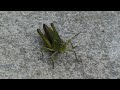 common green grasshopper omocestus viridulus