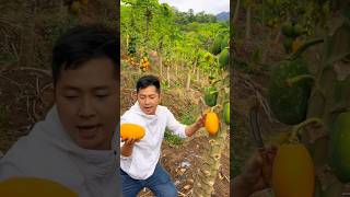 Papaya Garden Life || Mast Tricks Papaya Cutting - World Best Nature Fruits #shorts #garden #papaya