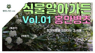 식물알아가든 Vol. 01 홍만병초 (독초일까?약초일까?)