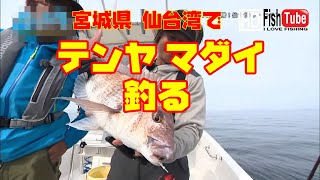 【#fishing】宮城県　仙台湾で　テンヤマダイ釣りを楽しむ～Enjoy Tenya Red sea bream fish fishing in Sendai, Miyagi