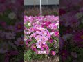 波斯菊｜ 春天｜ 沙田河濱公園