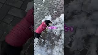 雪の散歩は冷たいよー！ 子犬のダックスフンド