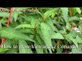 How to grow Vietnamese Coriander | Vietnamese Coriander aka Rao Ram