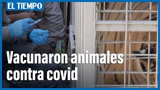 Zoológico en Chile comienza a vacunar a animales contra el covid-19 | El Tiempo